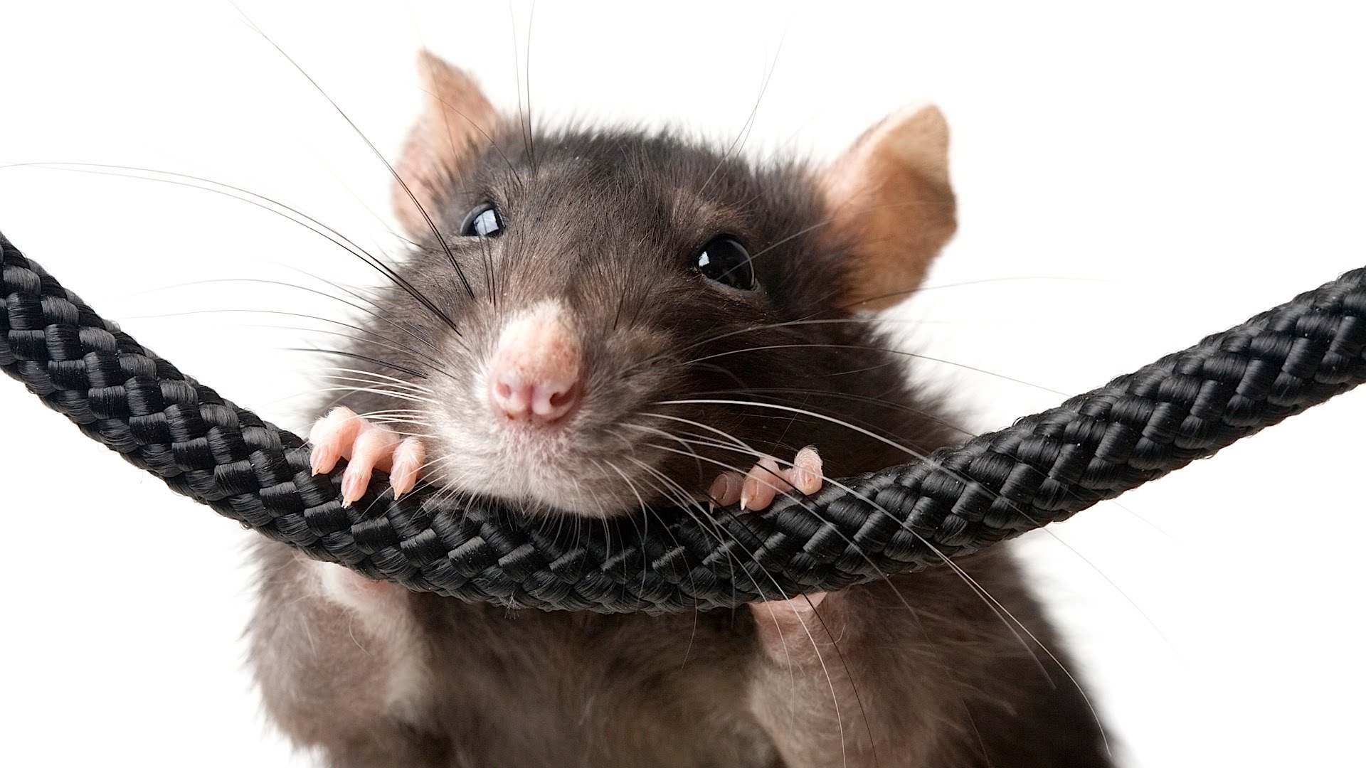 лечение болезней крыс