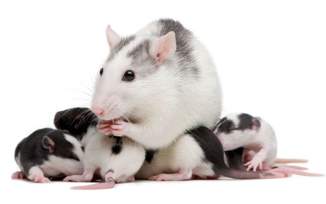как лечить паразитарные болезни у крыс