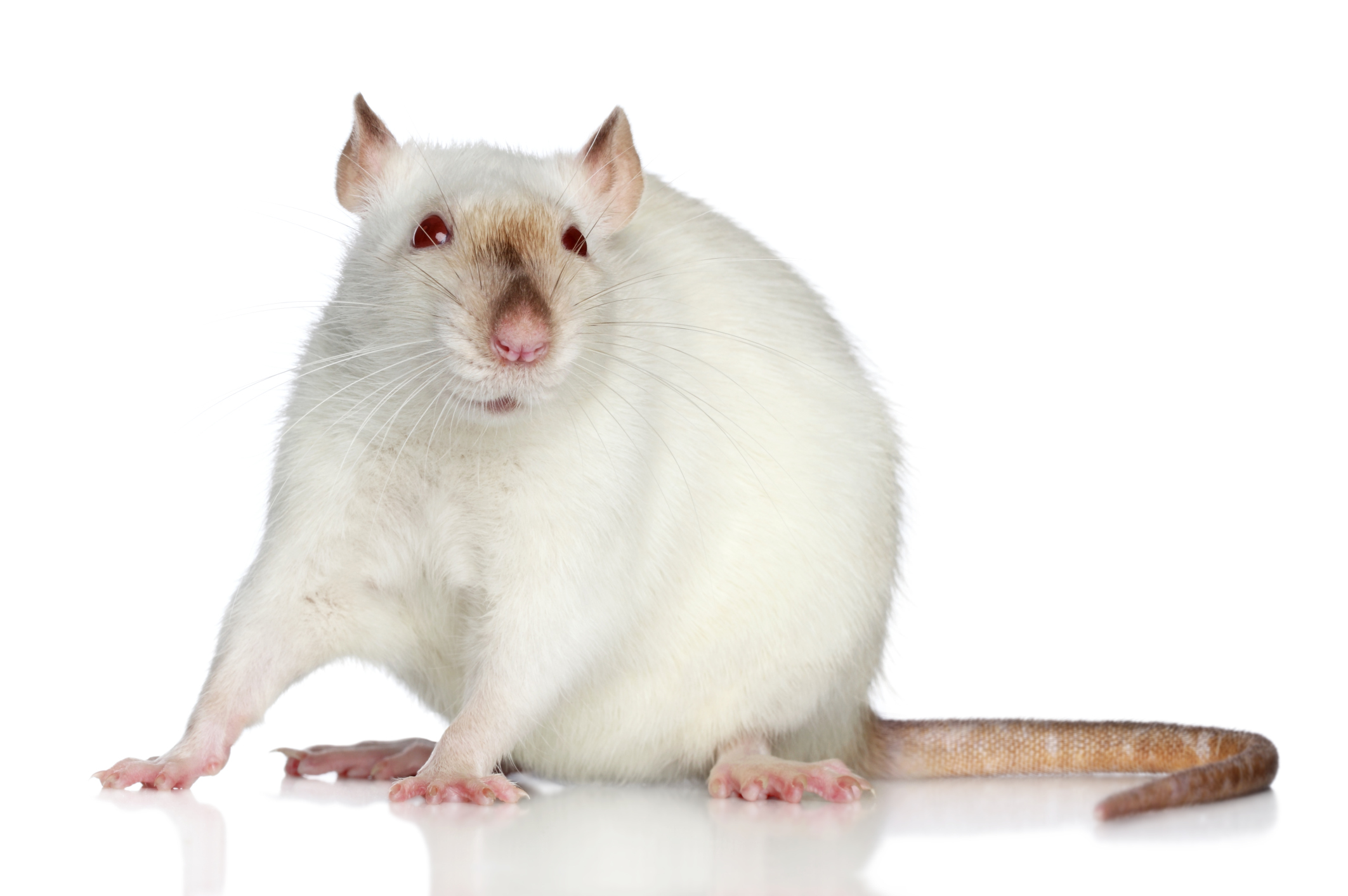 Паразитные болезни у крыс