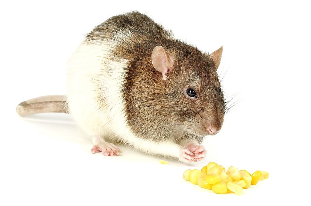 Крысиные болезни - лечение