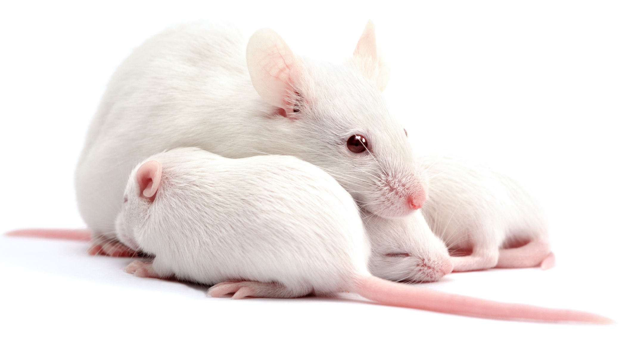 Болезни и лечение крыс