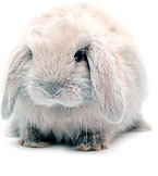 Кастрация и стерилизация кроликов