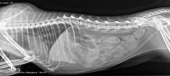 рентгенография собаки