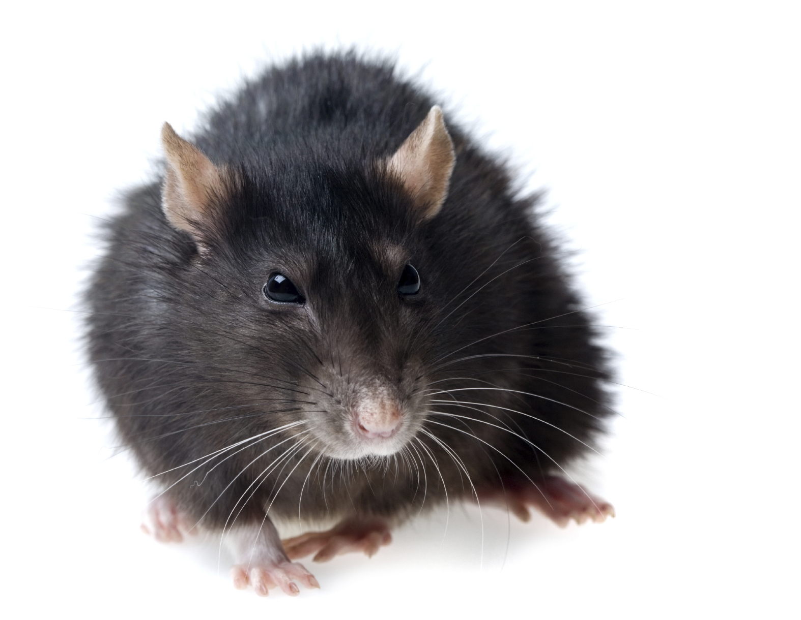 Симптомы болезней крыс