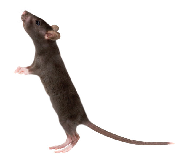 симптомы болезни крысы