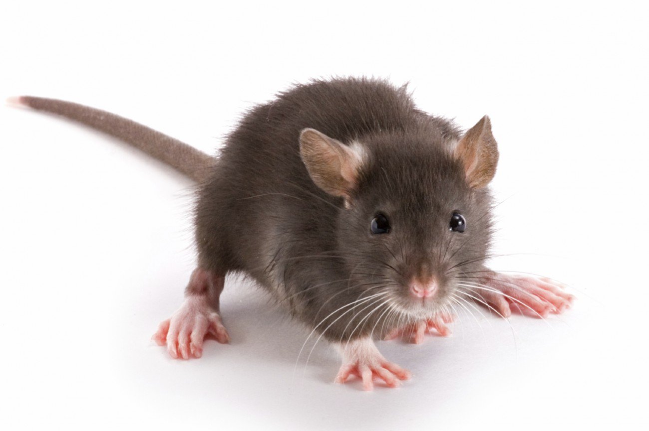 Паразитарные болезни у крыс
