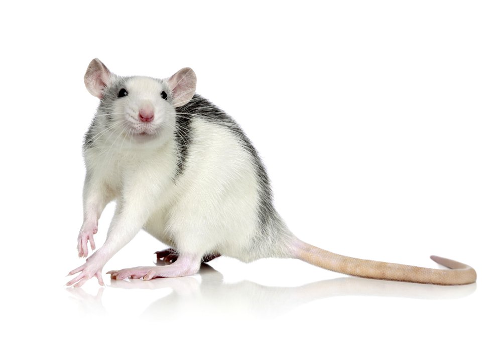 Лечение болезней у крыс
