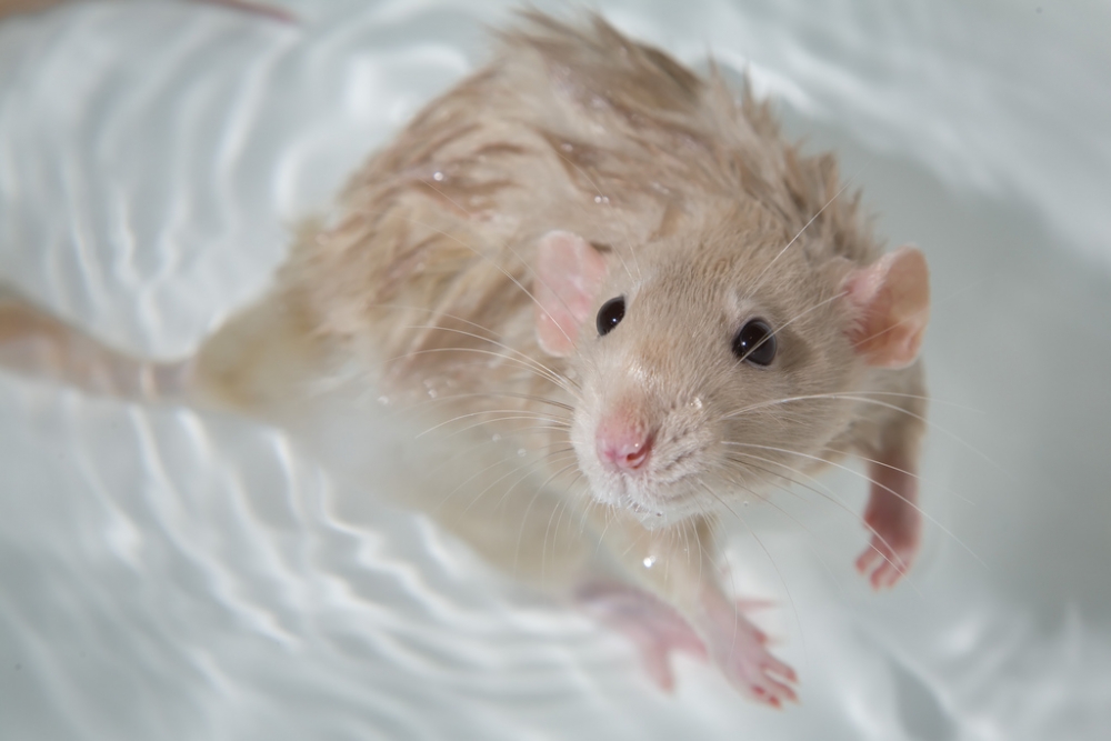 Уход за крысами: содержание домашних крыс