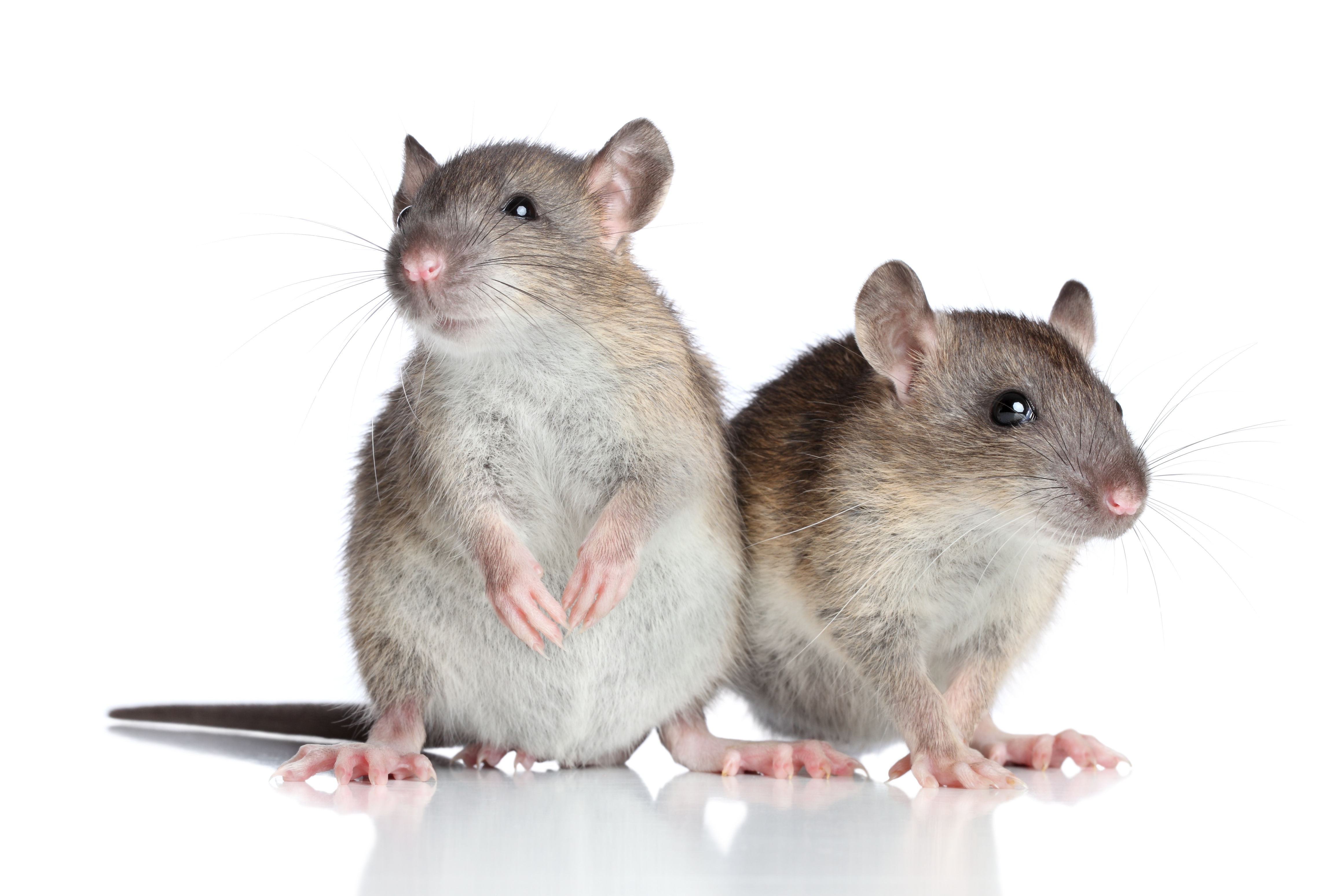 Виды декоративных крыс и их описание